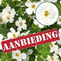 Afbeelding van Bacopa P12 Divers
